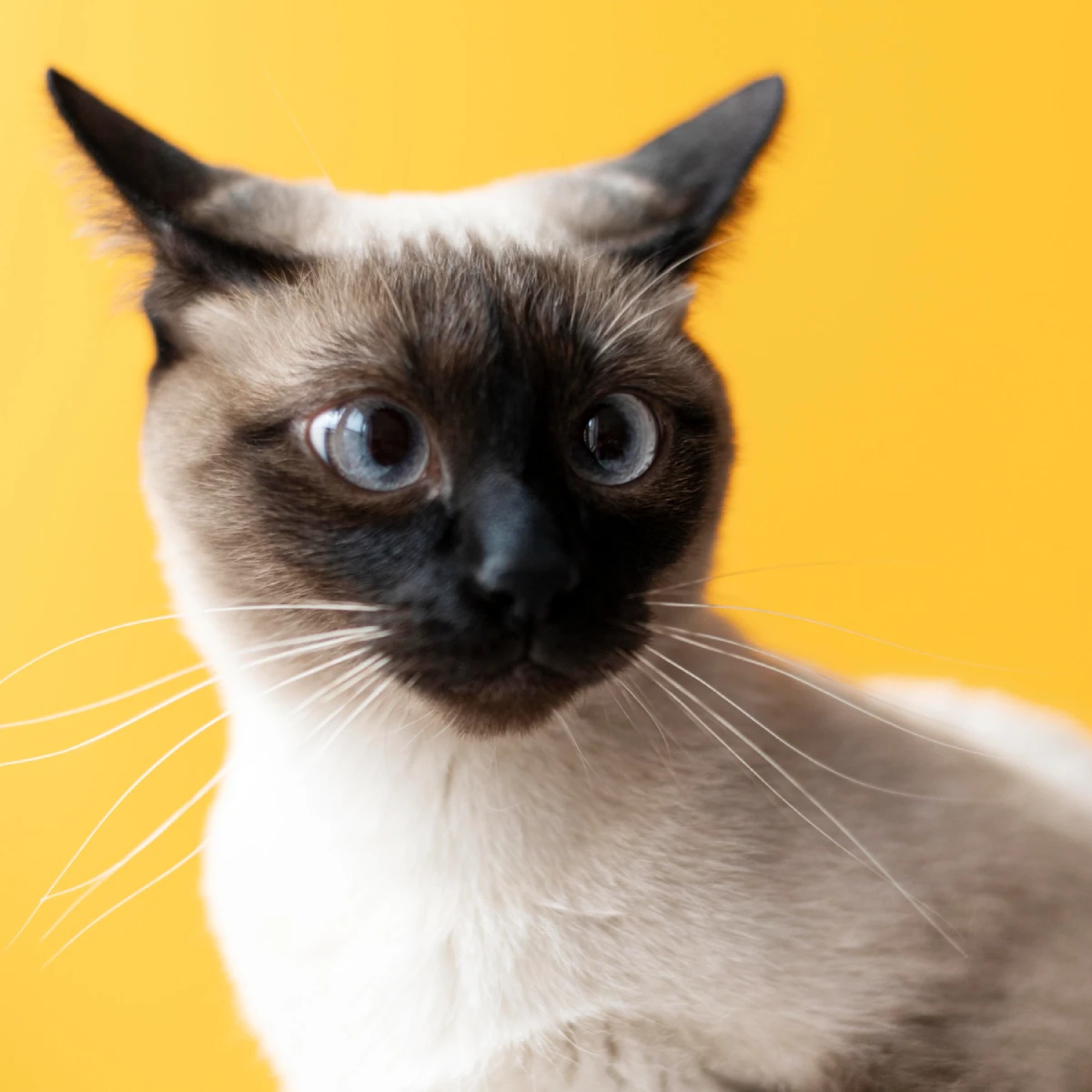 Gato siamês atento