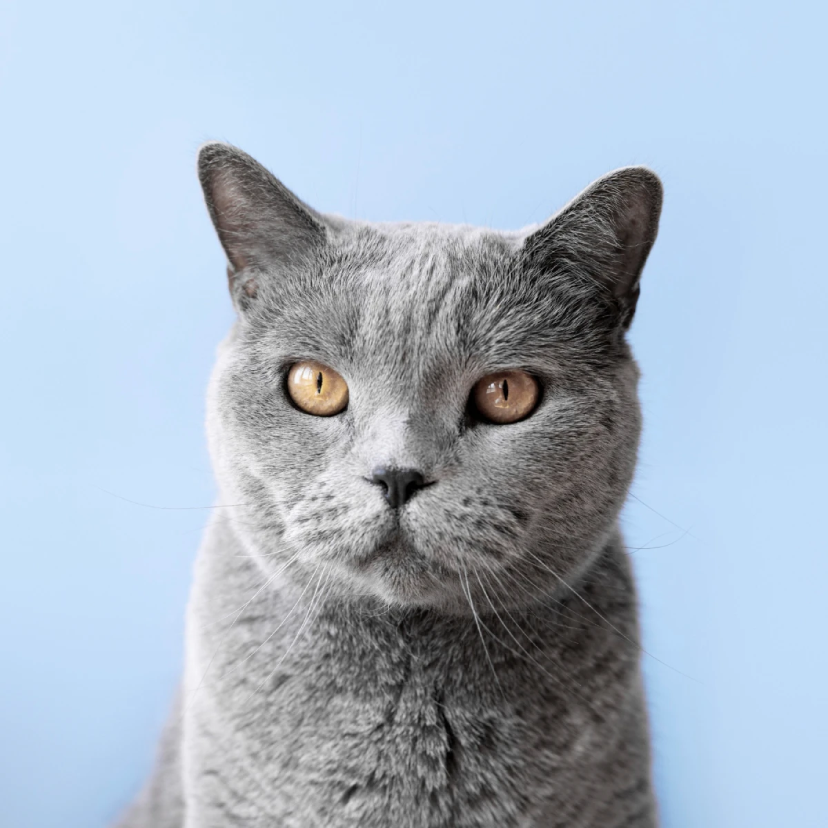 Gato cinza saudável