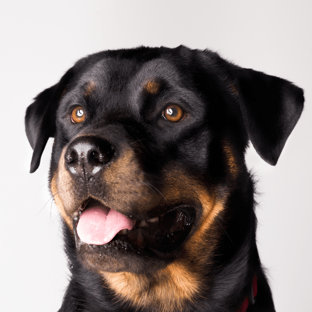 Rottweiler saudável e feliz