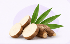 Raiz e folhas de yucca