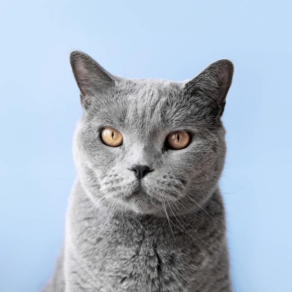 Gato saudável em uma rotina de cuidado