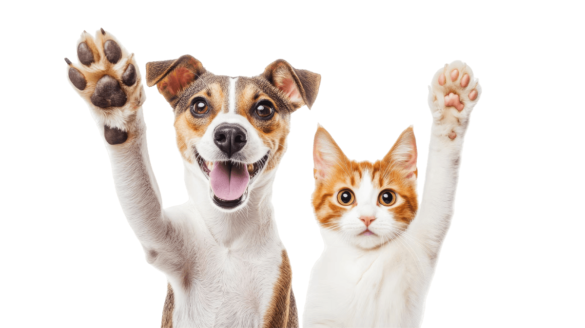 Cachorro e gato convidando novos lojistas parceiros