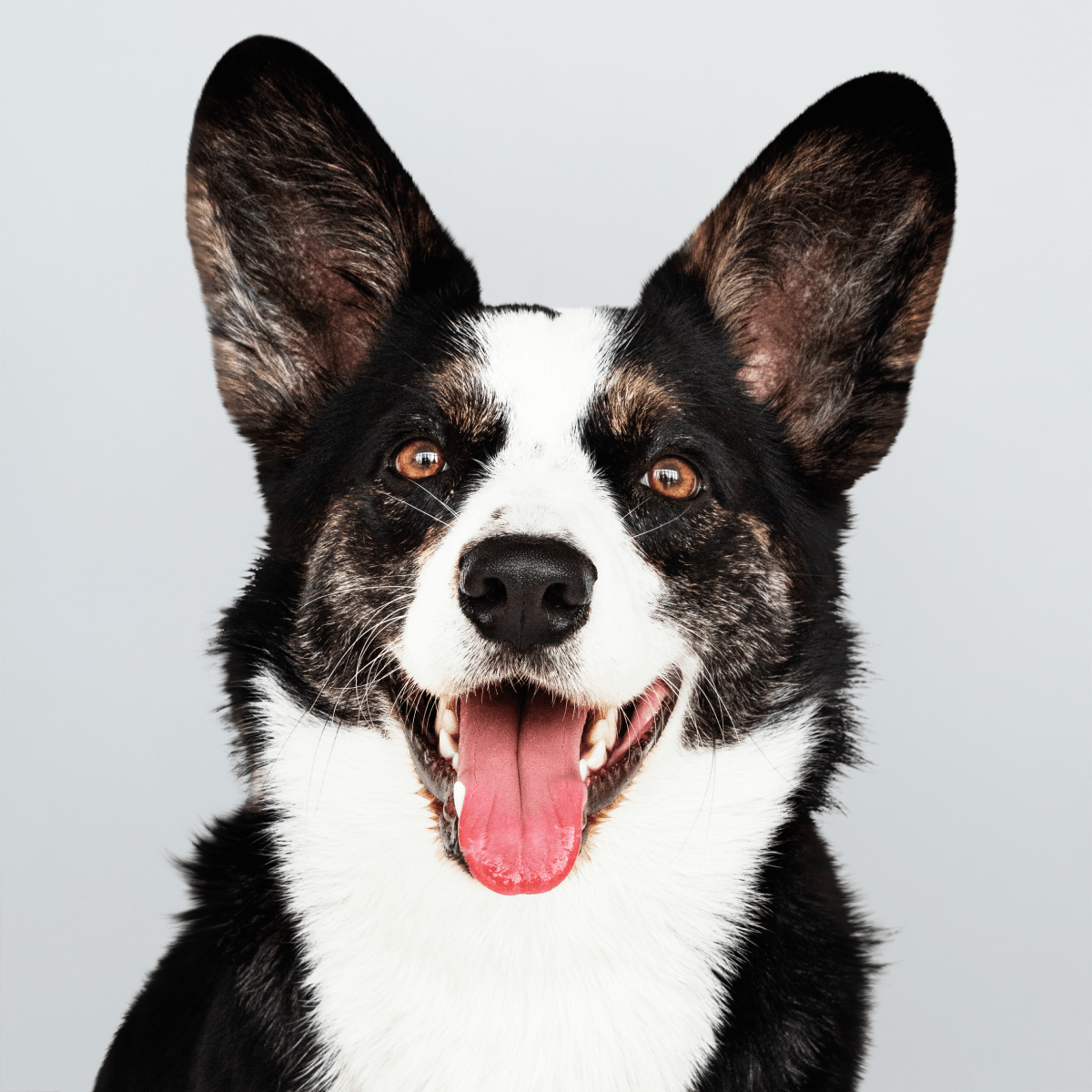 Border collie saudável e atento