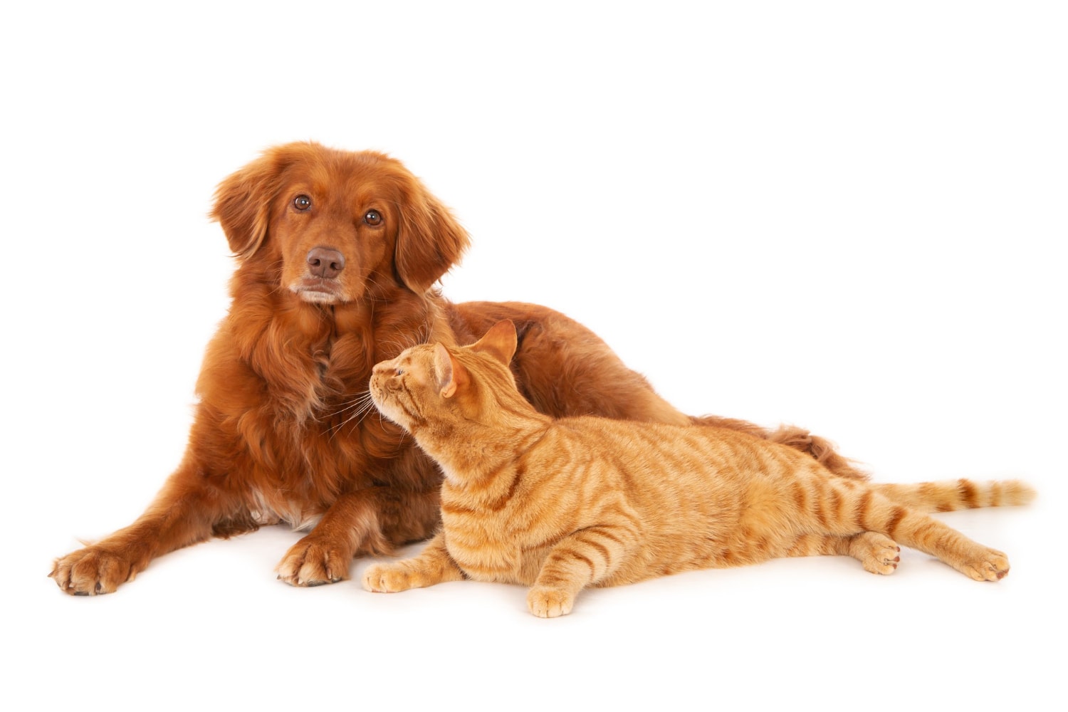 Cachorro e gato juntos
