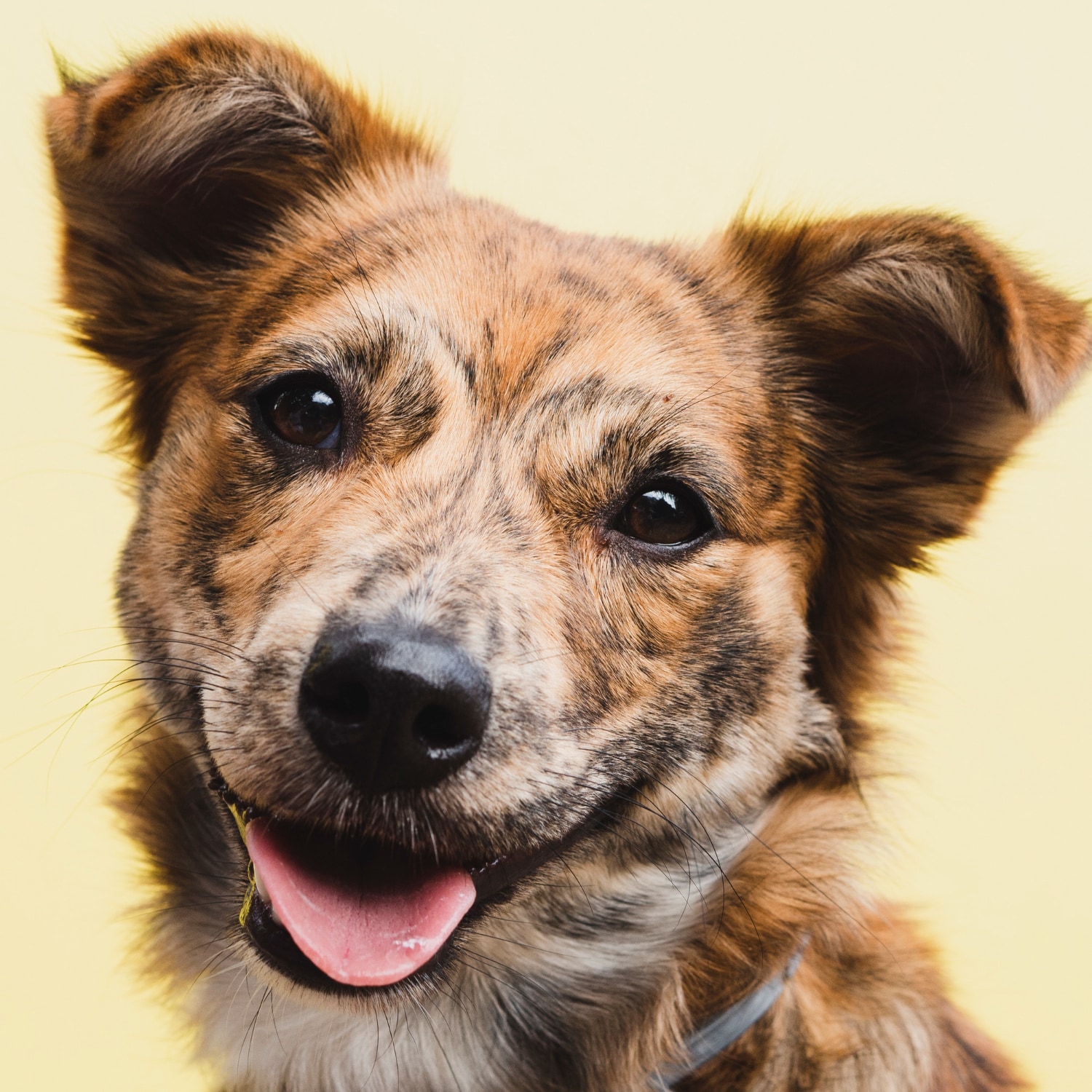 Cachorro de pequeno porte representando a proximidade da NutzenPet