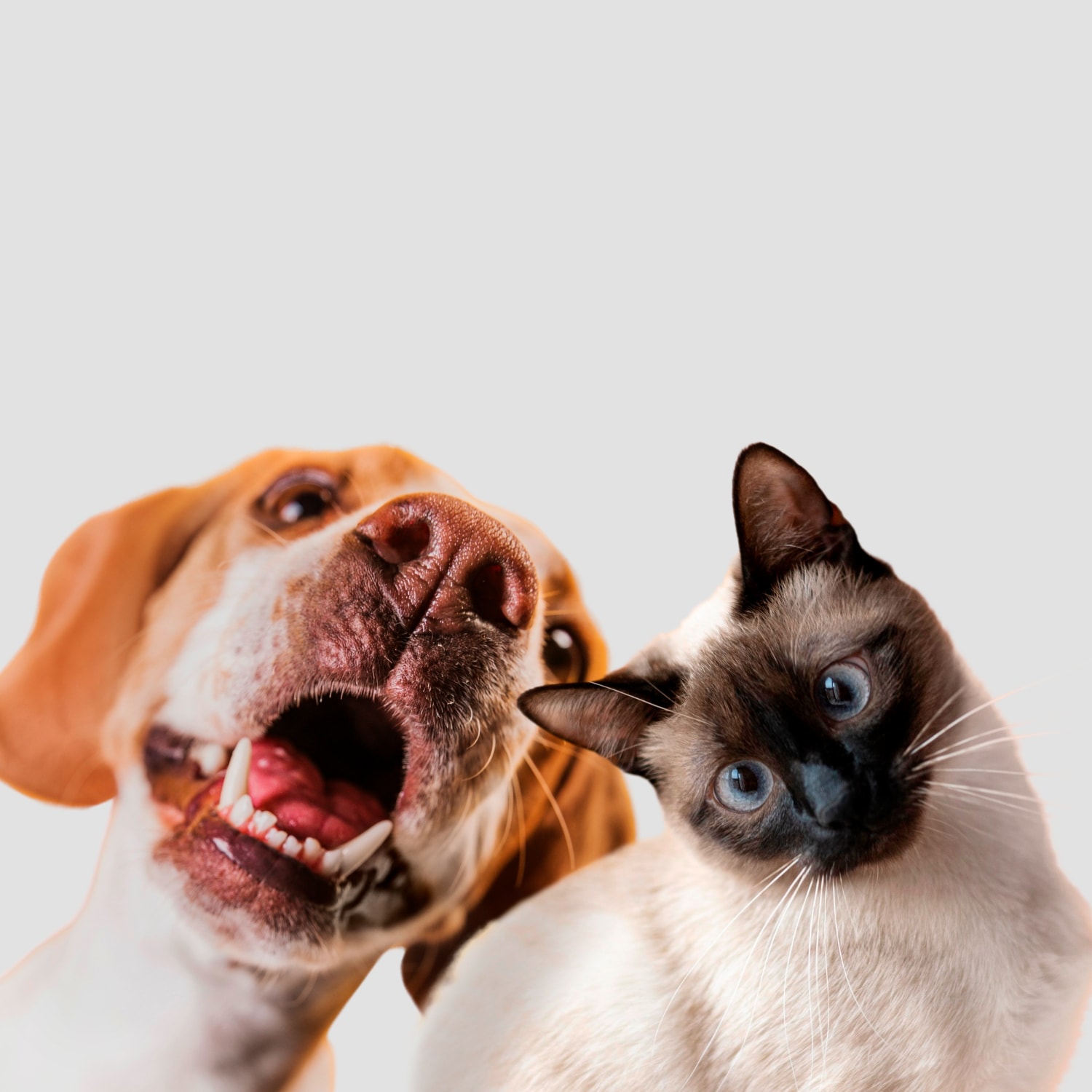 Cachorro e gato em uma rotina de cuidado